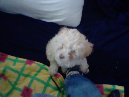 mi perrita que rompio unas cosas de mi xbox :@